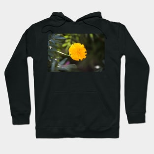 Marigold III Hoodie